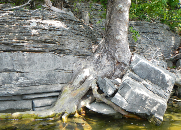 Sycamores rock