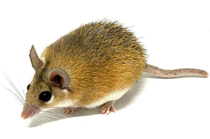 spiny mouse